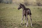 Prachtig zwart veulen van elite merrie te koop, Merrie, Dressuurpaard, 0 tot 2 jaar, 165 tot 170 cm