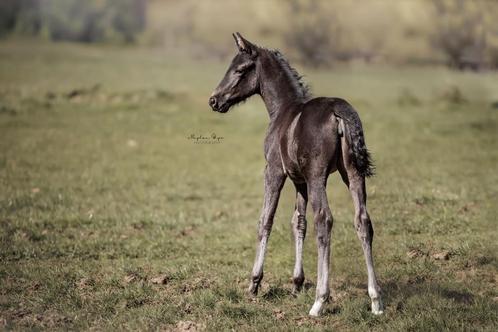 Prachtig zwart veulen van elite merrie te koop, Dieren en Toebehoren, Paarden, Merrie, 165 tot 170 cm, 0 tot 2 jaar, Dressuurpaard