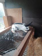 Jonge voedster, Femelle, Grand, 0 à 2 ans