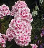 Phlox en Salvia, Ophalen of Verzenden, Vaste plant