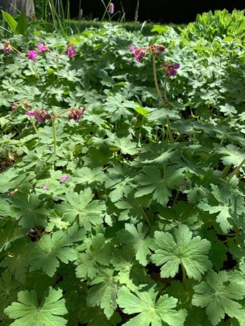 tuingeranium stekken geworteld, Tuin en Terras, Planten | Tuinplanten, Vaste plant, Bodembedekkers, Halfschaduw, Lente, Ophalen of Verzenden