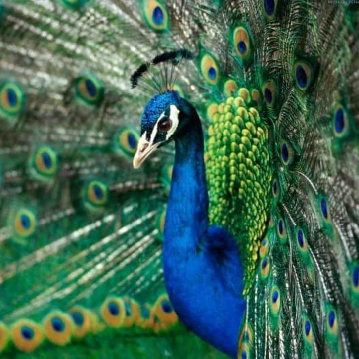 blauwe pauw haan @ paradijshof, Dieren en Toebehoren, Pluimvee, Overige soorten, Mannelijk