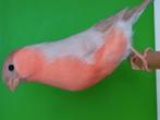 Bruinpastel goudvink, Dieren en Toebehoren
