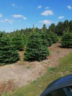 Kerstbomen (3770 Riemst, tegen Maastricht), Ophalen, In pot, Overige soorten, 100 tot 250 cm