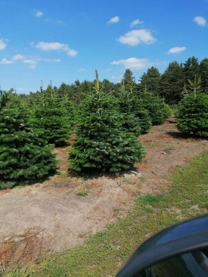 Kerstbomen (3770 Riemst, tegen Maastricht), Tuin en Terras, Planten | Bomen, Overige soorten, 100 tot 250 cm, In pot, Ophalen