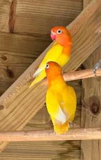 Agapornis Fisheri van mei 2025, Dieren en Toebehoren, Geslacht onbekend