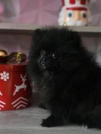 Magnifique bébé spitz, België, Keeshond, CDV (hondenziekte), 8 tot 15 weken