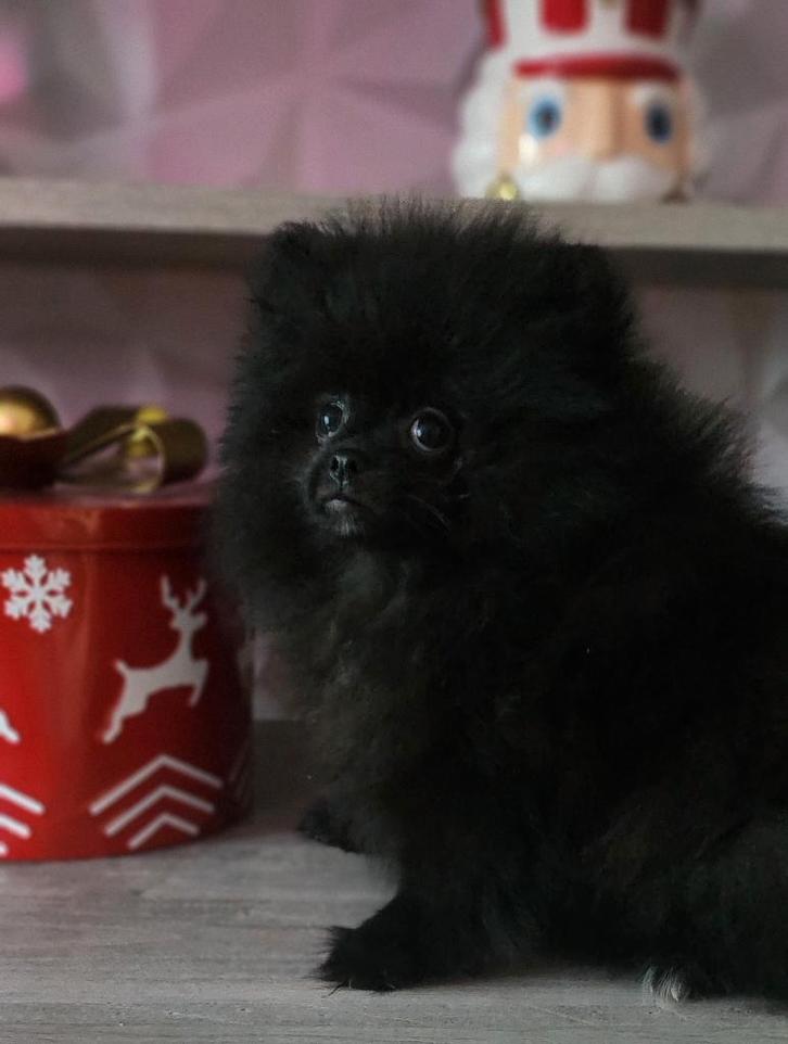 Magnifique bébé spitz, Dieren en Toebehoren, Honden | Poolhonden, Keeshonden en Oertypen, Teef, Keeshond, Fokker | Professioneel