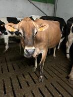 Jersey koe 2,5 jaar oud, Dieren en Toebehoren, Runderen, Vrouwelijk, 3 tot 6 jaar