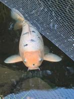 Koi Shiro utsuri 65 cm