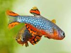 Danio Margaritatus - Rasbora Galaxy gezocht, Dieren en Toebehoren, Vissen | Aquariumvissen