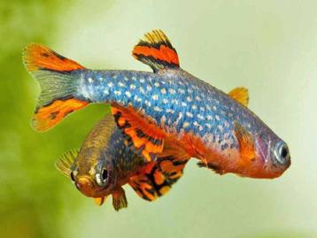 Danio Margaritatus - Rasbora Galaxy gezocht  beschikbaar voor biedingen