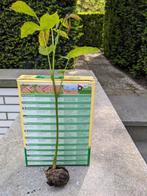 Notelaar, Tuin en Terras, Planten | Fruitbomen, Ophalen