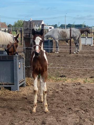 Bont homozygoot merrieveulen van Reddy Wally ter Linden, Vermifugé, 0 à 2 ans, Jument, Non dressé