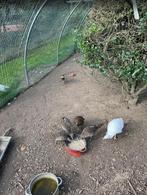 Fazanten, Dieren en Toebehoren, Meerdere dieren, Overige soorten