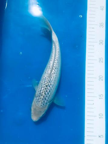 Koï tosai 27 cm asagi ginrin