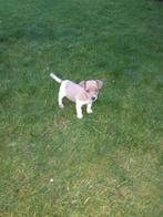 jack russel pup te koop, Dieren en Toebehoren, Honden | Jack Russells en Terriërs, België, Fokker | Hobbymatig, Jack Russell Terriër