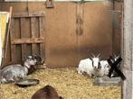 Handtamme dwerggeitjes, Dieren en Toebehoren, Vrouwelijk, Geit, 3 tot 5 jaar