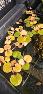 Kikkerbeet - Waterplant - drijfplant - vijverplant