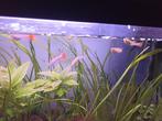 Guppy-aquarium, Dieren en Toebehoren, Vissen | Aquariumvissen, Vis, Zoetwatervis