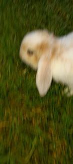 Mooi nederlands hangoor, Dieren en Toebehoren, Konijnen, Hangoor