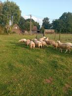 Aankoop van schapen