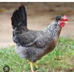 Gezocht cream legbar hennen, Dieren en Toebehoren, Pluimvee