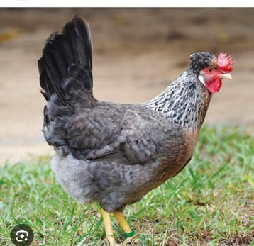 Gezocht cream legbar hennen