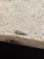 White hercules snail (aquariumslak), Slak of Weekdier, Zoetwatervis