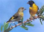 Magelaen zwartkopsijs, Dieren en Toebehoren, Vogels | Overige Vogels, Meerdere dieren, Tropenvogel, Geringd