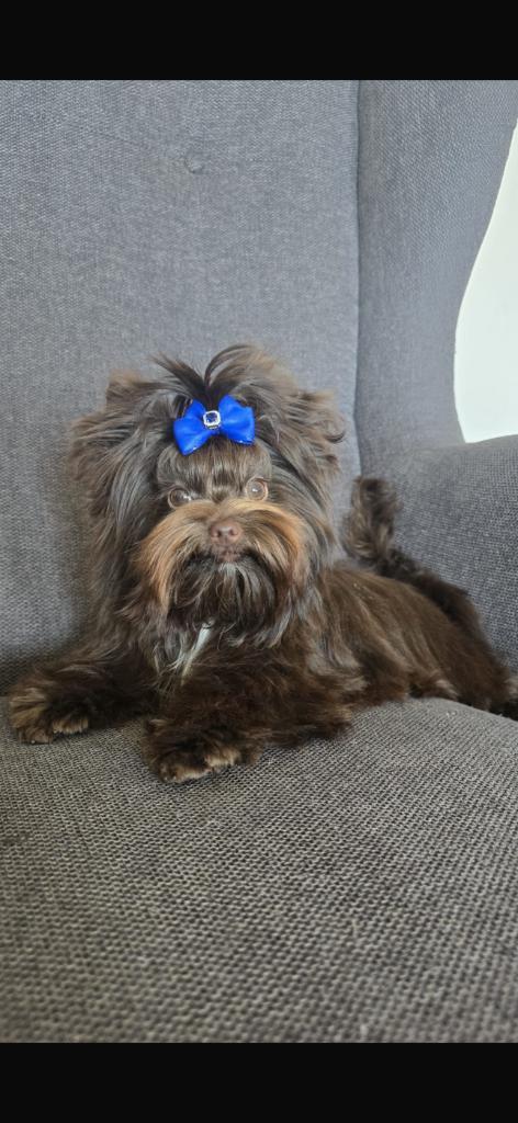 Saillie mâle reproducteur Yorkshire chocolat, Dieren en Toebehoren, Honden | Dekreuen, Reu, Fokker | Hobbymatig, Eén hond, België