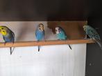 2 koppels Grasparkieten, Dieren en Toebehoren, Vogels | Parkieten en Papegaaien