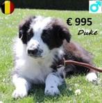 Duke, Draco & Dax – Lieve Australische Herder te koop, Dieren en Toebehoren, België, 15 weken tot 1 jaar, CDV (hondenziekte), Meerdere