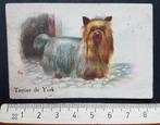 Chromo Chicorée Bleu Argent Cambrai Yorkshireterrier Hond, Verzamelen, Foto's en Prenten, Gebruikt, Ophalen of Verzenden, Voor 1940