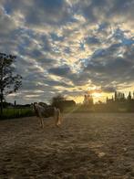 Halve stal gezocht , 9 jarige ruin te Temse, Hongre, 7 à 10 ans