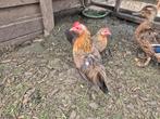 3 Holandse kriel hennen, Dieren en Toebehoren, Pluimvee