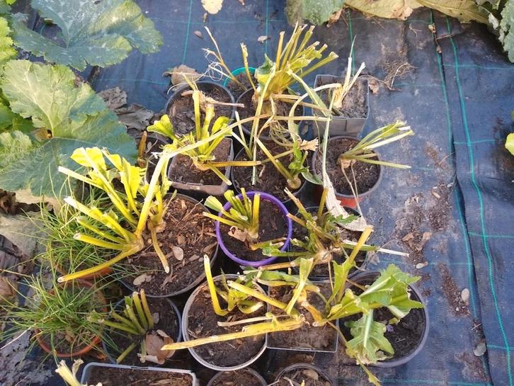 mierikswortel -planten, Tuin en Terras, Planten | Tuinplanten, Vaste plant, Kruiden, Halfschaduw, Zomer, Ophalen of Verzenden