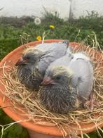 2 jongeren te koop Grand Fond, Dieren en Toebehoren, Vogels | Duiven, Geslacht onbekend
