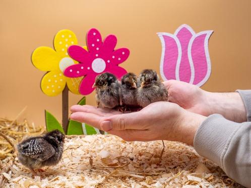 Barnevelder kriel kuikens zilveren hennen, gesekst + ingeënt, Dieren en Toebehoren, Pluimvee, Kip, Vrouwelijk