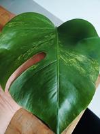 Monstera Deliciosa Aurea, Autres espèces, En pot, Moins de 100 cm, Enlèvement