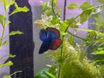 Halfmoon Marble Betta's, Dieren en Toebehoren