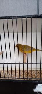 Kanaries, Dieren en Toebehoren, Vogels | Overige Vogels