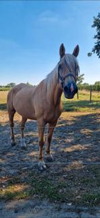 Stalling / weide gezocht voor paard op pensioen