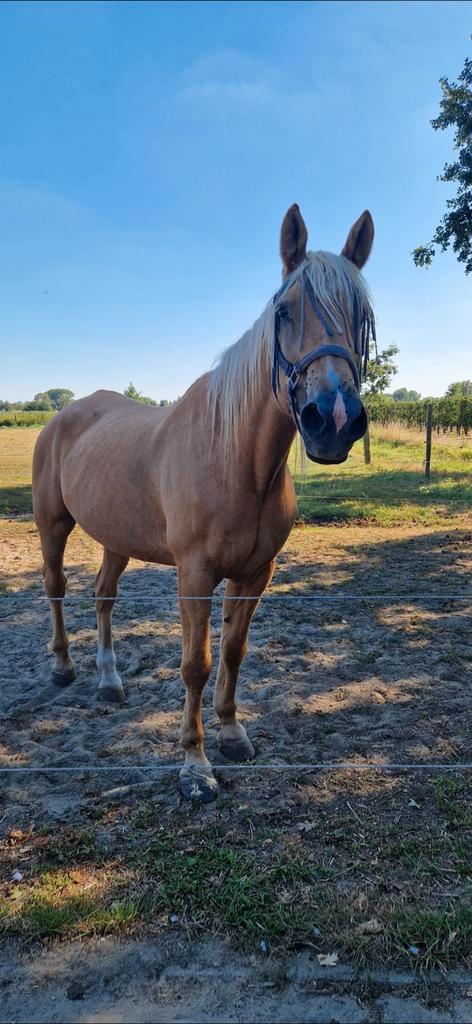 Stalling / weide gezocht voor paard op pensioen, Animaux & Accessoires, Chevaux