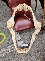 Dents de requin-tigre, Animaux & Accessoires, Reptiles & Amphibiens