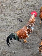 kippen leghorn porselein, Dieren en Toebehoren, Overige Dieren, Juli, Mannelijk