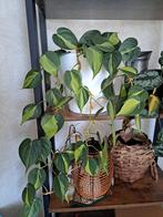 Epipremnum soort (stekjes ), Enlèvement