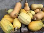 Pompoenen, Tuin en Terras, Planten | Tuinplanten, Ophalen