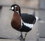 Ganzen Roodhalsganzen, Dieren en Toebehoren, Pluimvee, Meerdere dieren, Gans of Zwaan