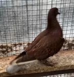 Jonge mixed sierduiven gratis